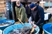 Muži loví kapry z kádě.