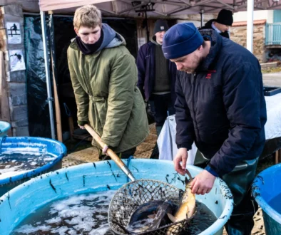 Muži loví kapry z kádě.