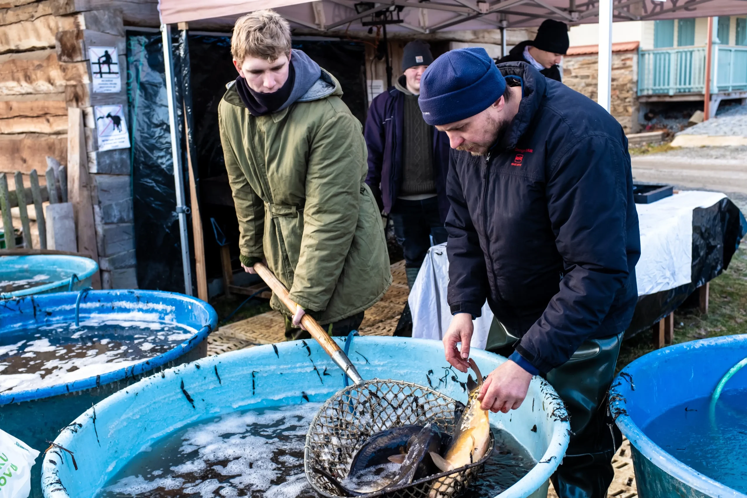Muži loví kapry z kádě.