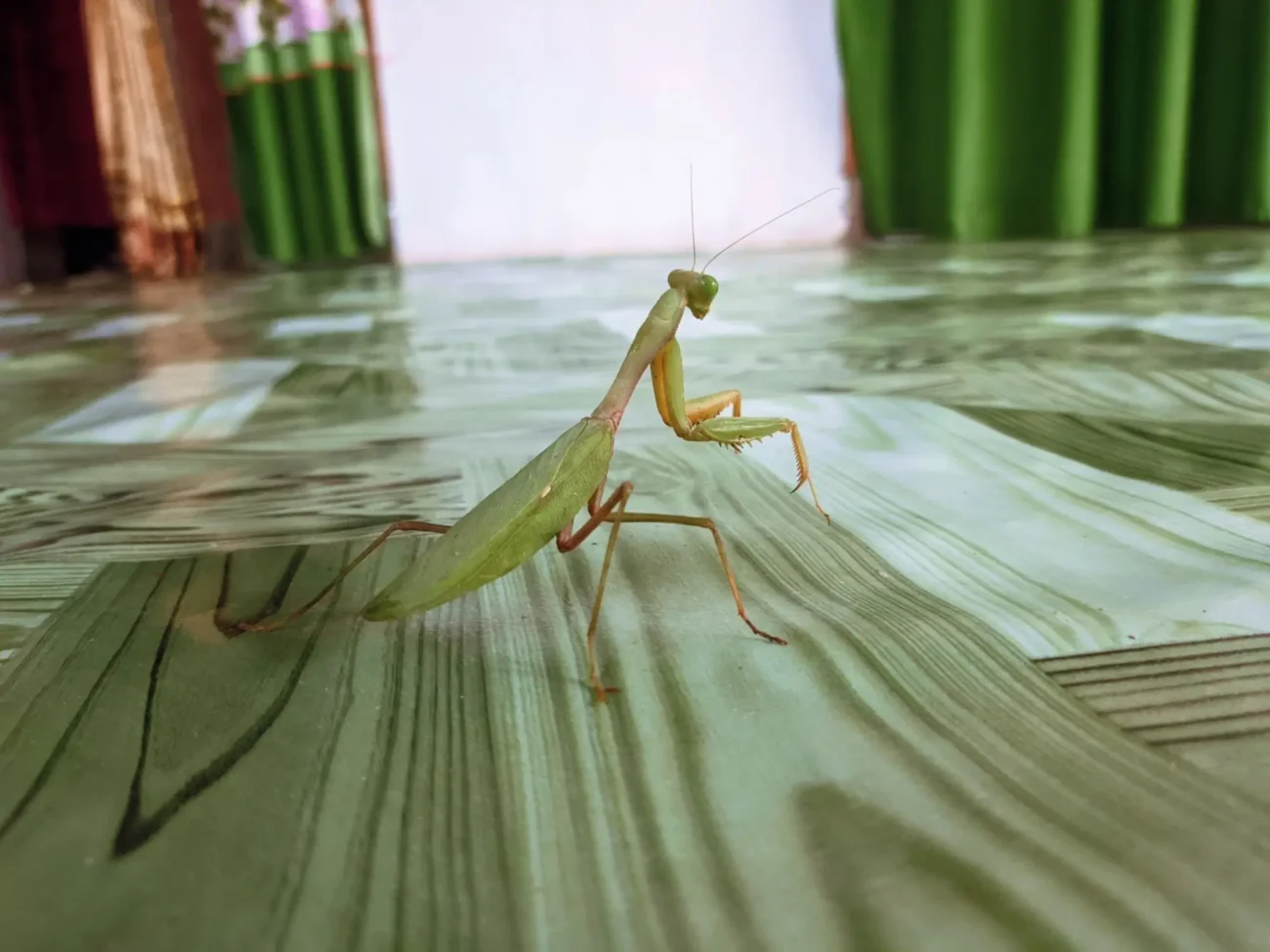 Kudlanka nábožná v bytě