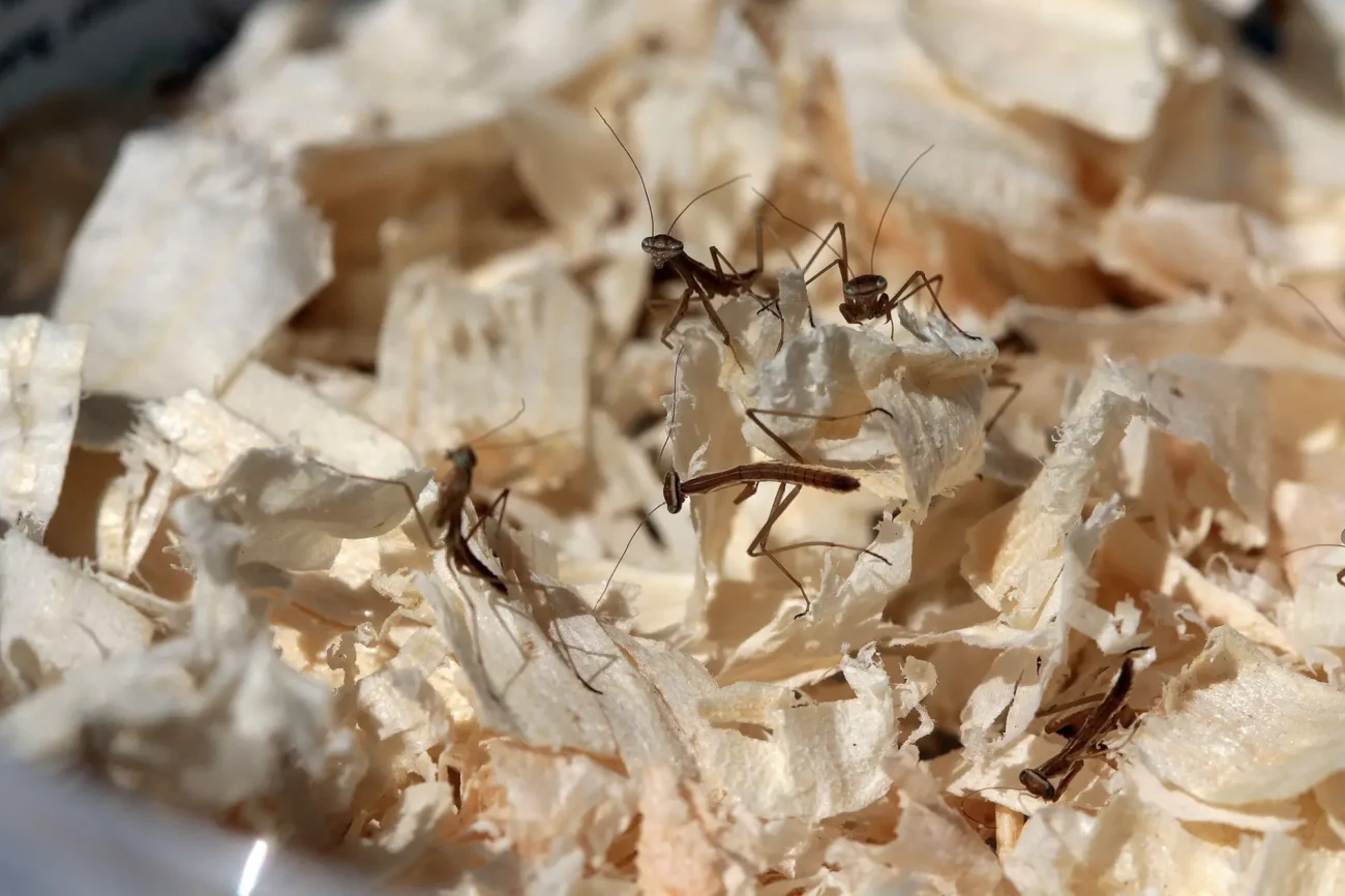 Miniaturní kudlanky