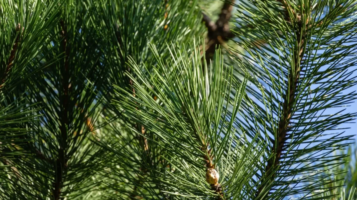 ootéka na větvi jehličnanu