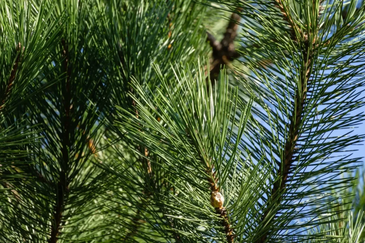 ootéka na větvi jehličnanu