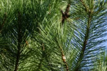 ootéka na větvi jehličnanu