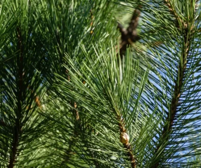 ootéka na větvi jehličnanu