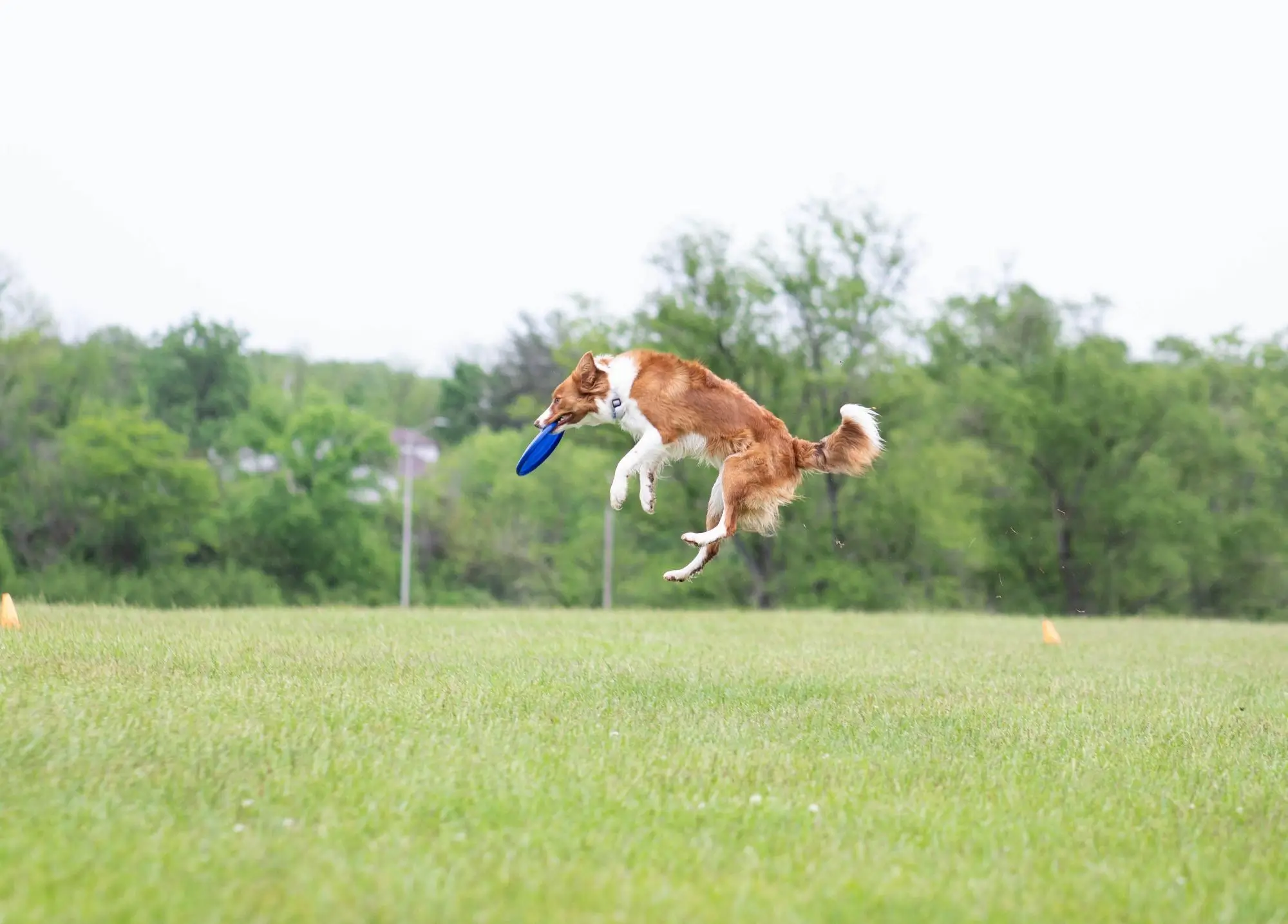 Border kolii patří první místo