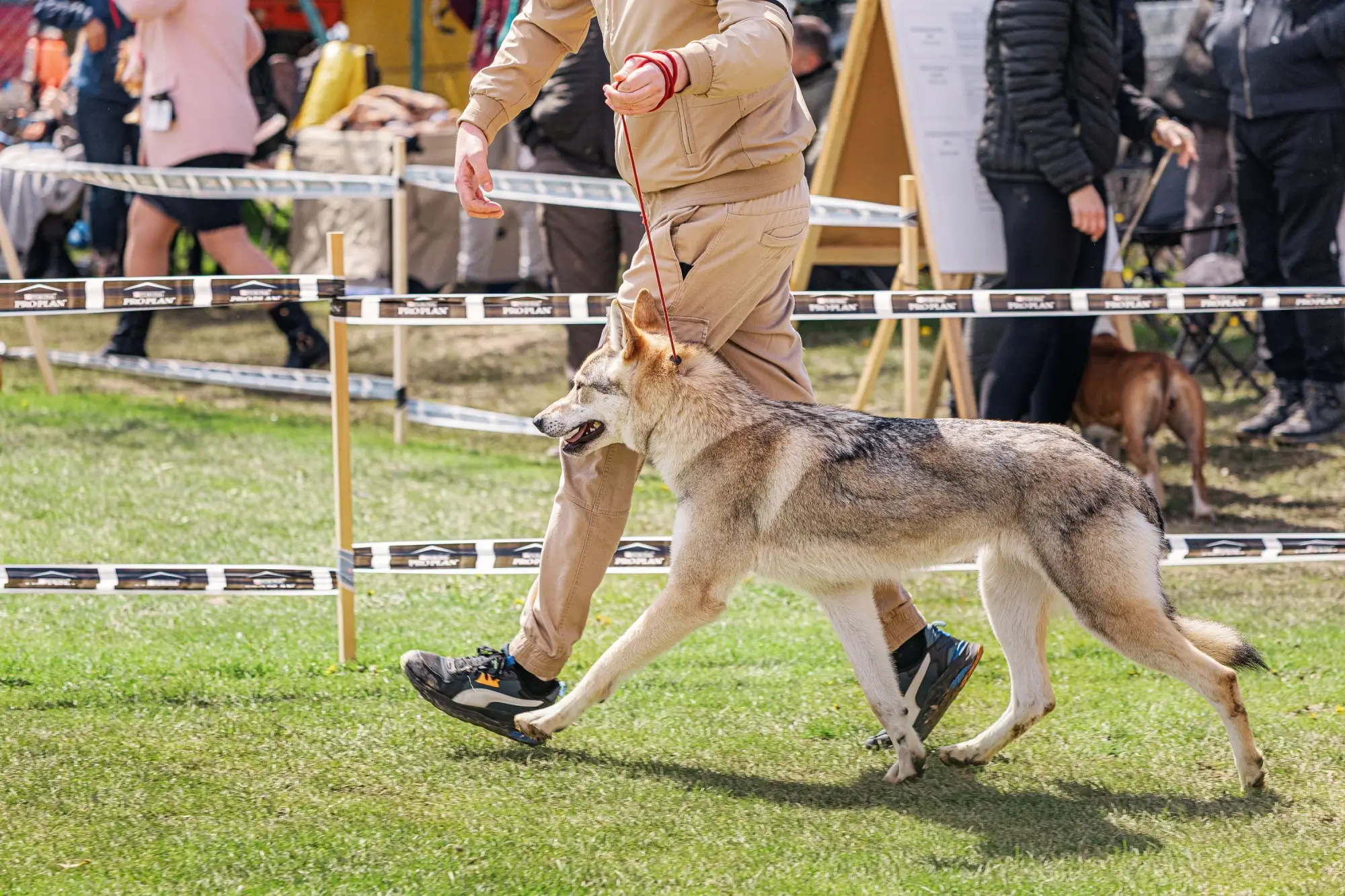 Německý ovčák-vlčák je v žebříčku IQ druhý