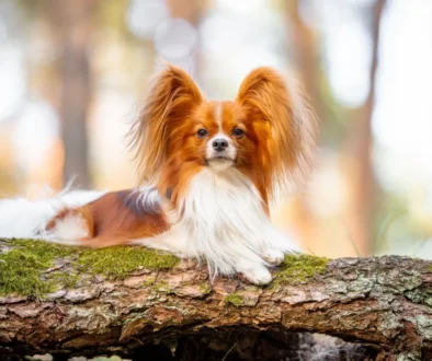 Papillon obsadil v žebříčku IQ pěkné osmé místo před rotvajlerem
