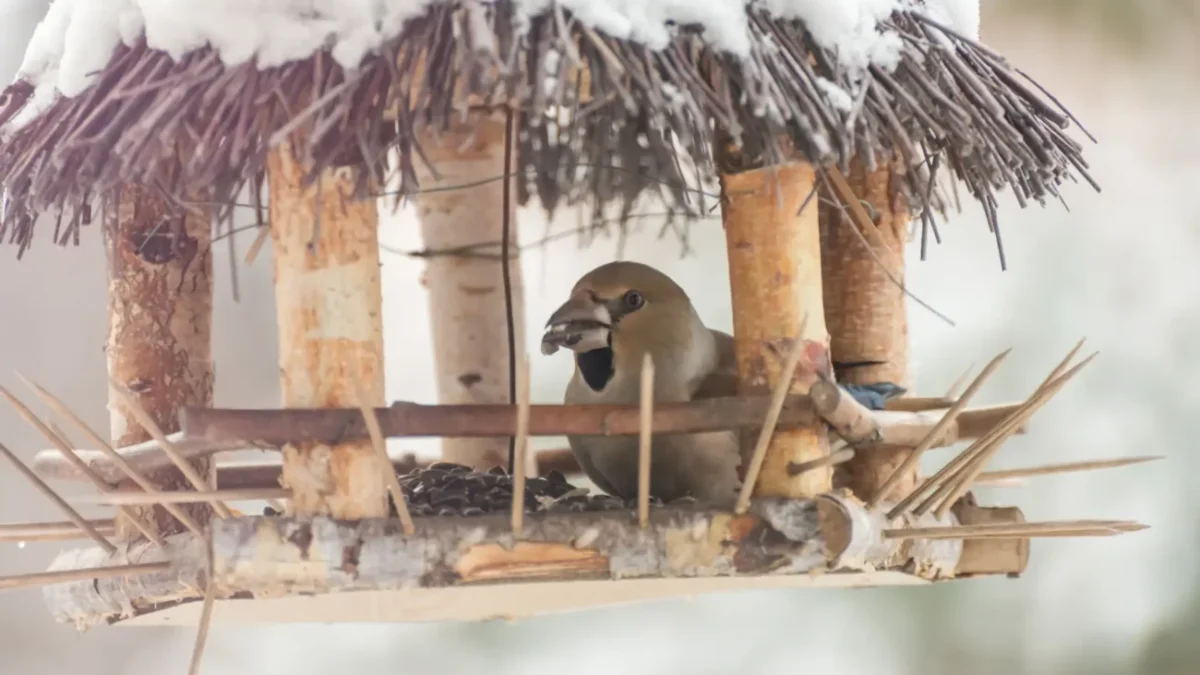Klasické krmítko pro větší ptáky