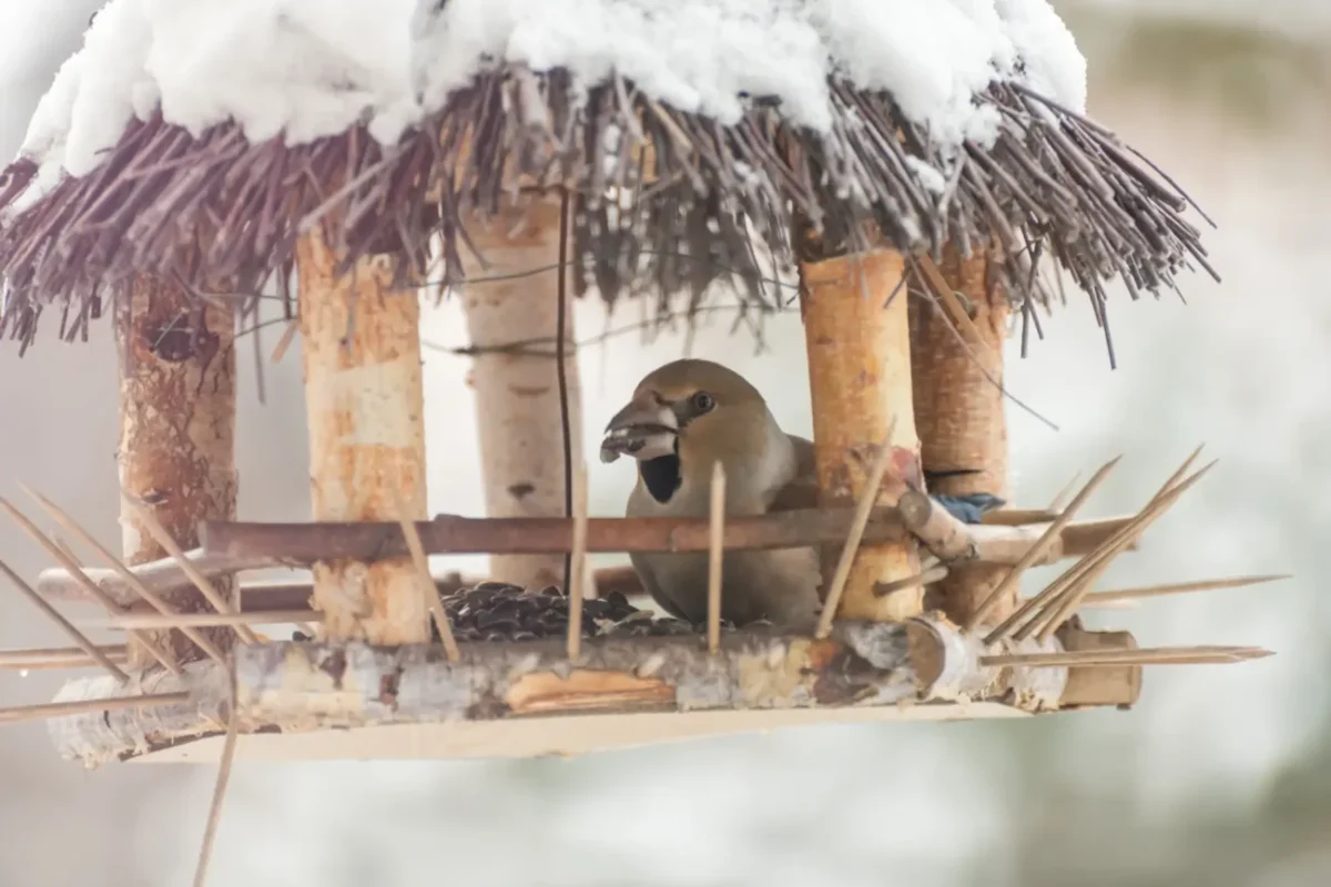 Klasické krmítko pro větší ptáky
