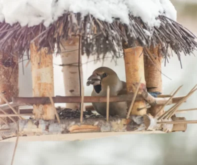 Klasické krmítko pro větší ptáky