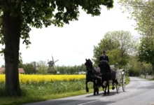 dva vraníci v zápřahu