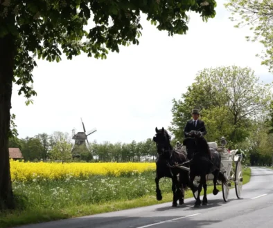 dva vraníci v zápřahu