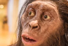 Průlomový objev v evoluci člověka objevili vědci. Posloužili jim k tomu fragmenty čtyř kostí. Foto ilustrační. Zdroj: Shutterstock