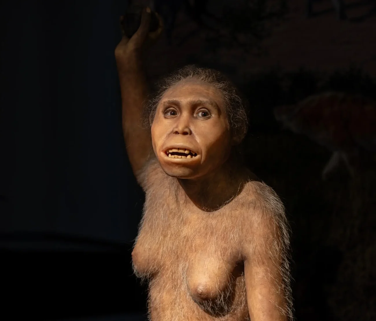 Lucy, nejslavnější zástupce rodu Australopithecus afarensis, teď objíždí svět. Zdroj: Shutterstock
