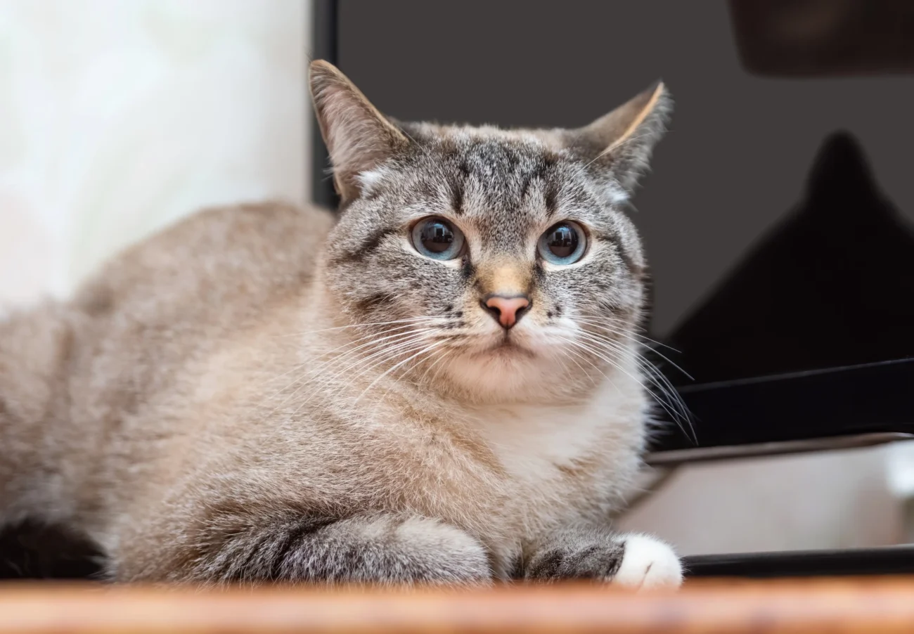 Kočka leží před televizí. 