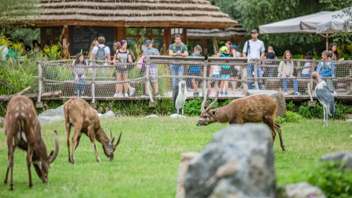 Pražská ZOO - antilopy