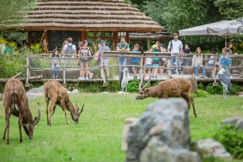 Pražská ZOO - antilopy