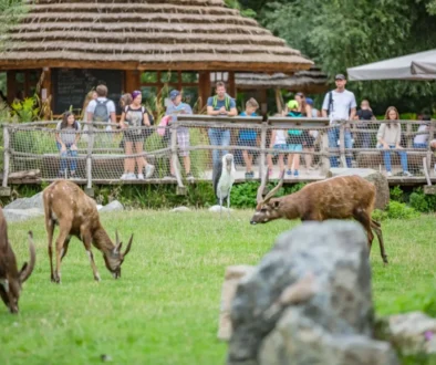 Pražská ZOO - antilopy