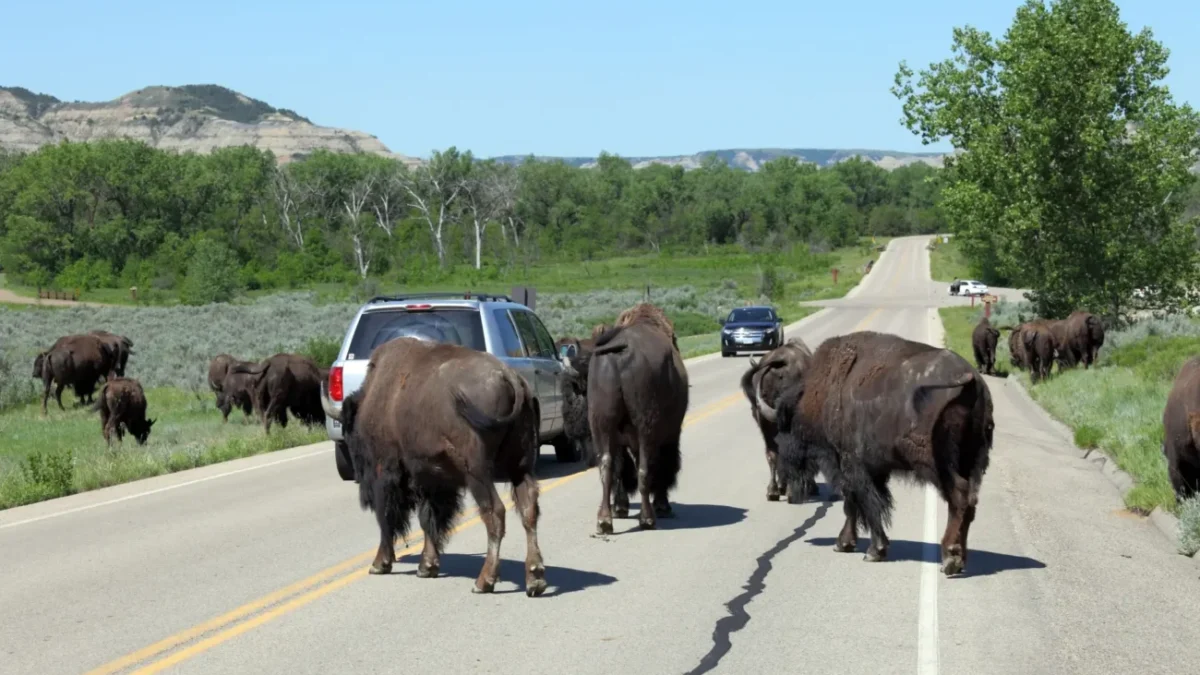 Bizoni na silnici v Severní Dakotě