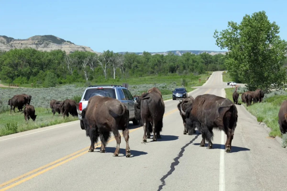 Bizoni na silnici v Severní Dakotě