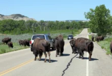 Bizoni na silnici v Severní Dakotě