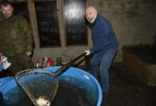 celebrita vylovuje kapra ze sádky