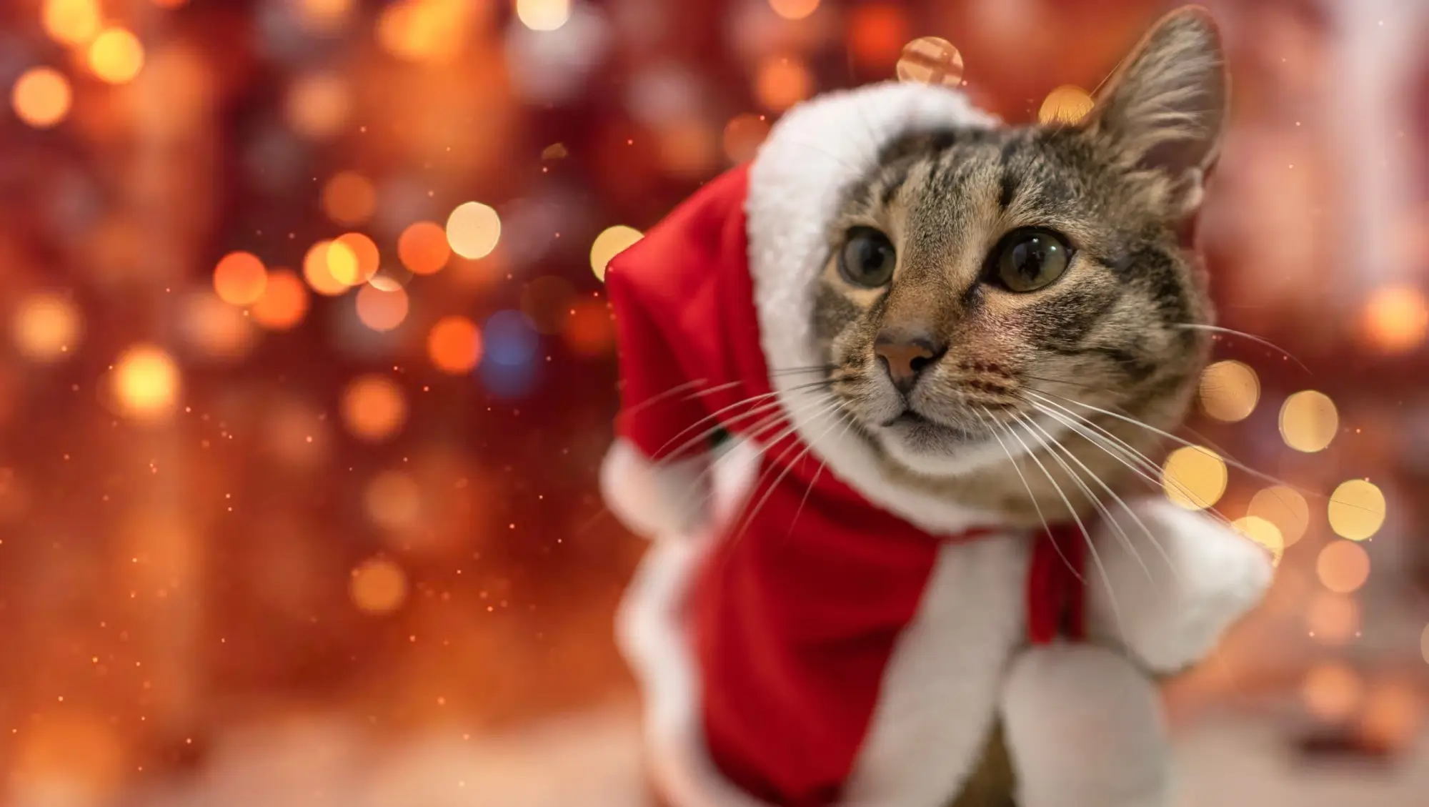 Zvířata by si o silvestrovské půlnoci nejradši ucpala uši. Hluk je děsí