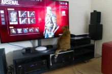 Kočka se dívá na TV.