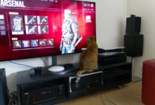 Kočka se dívá na TV.