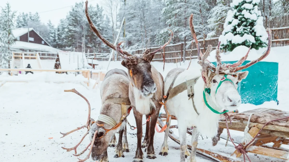 Sobi v zimě se sáňkami.