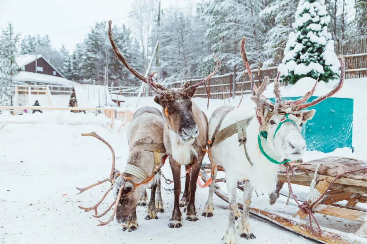 Sobi v zimě se sáňkami.