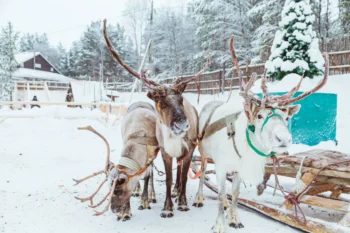 Sobi v zimě se sáňkami.