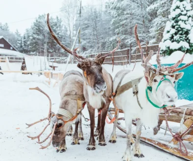 Sobi v zimě se sáňkami.