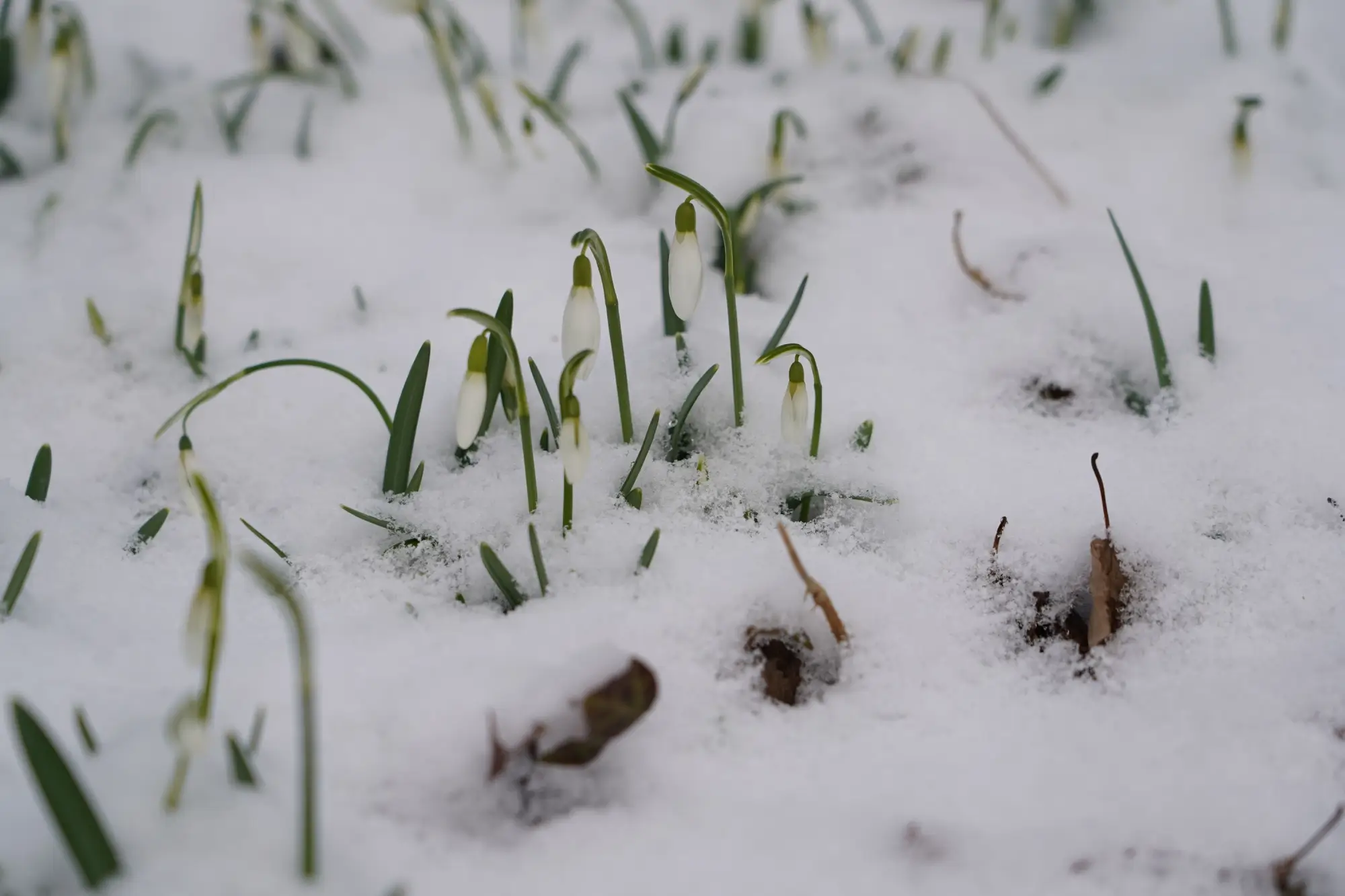 Sněženky? Tak to předjaří už nebude daleko....