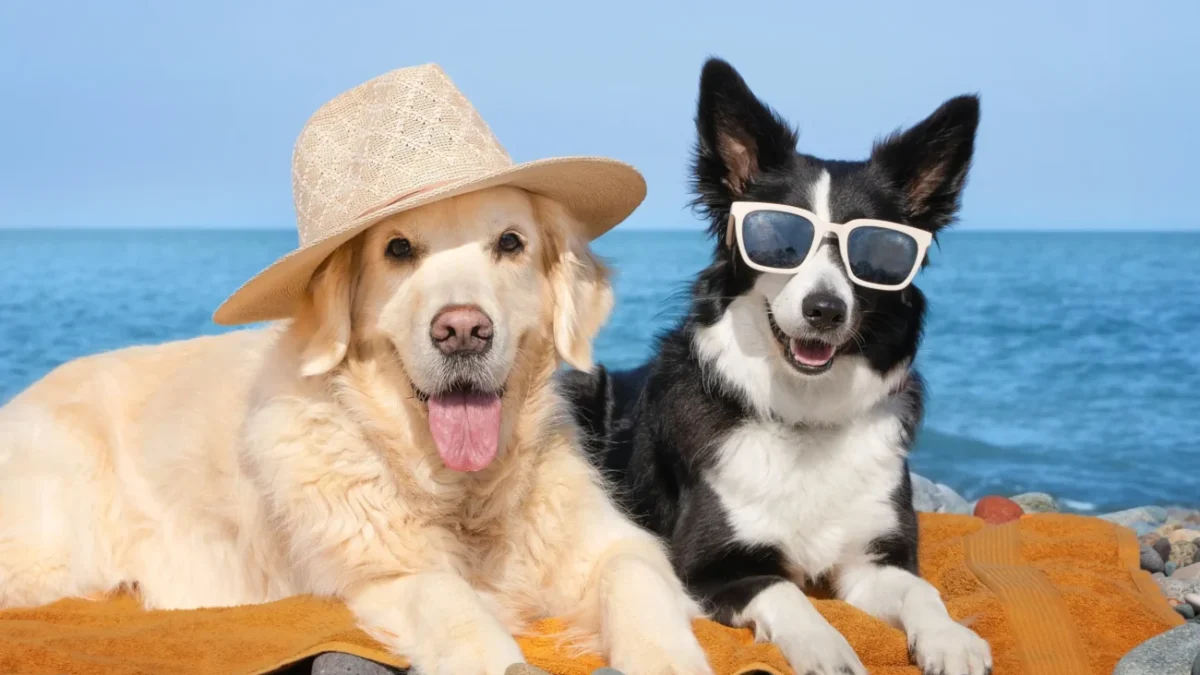 Pejsci leží na pláži.