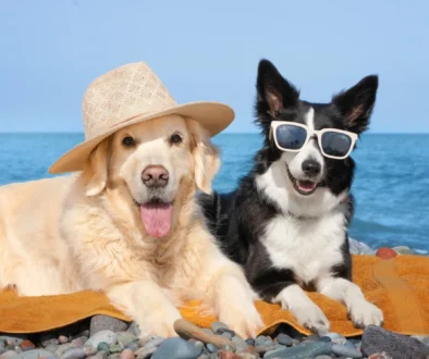 Pejsci leží na pláži.