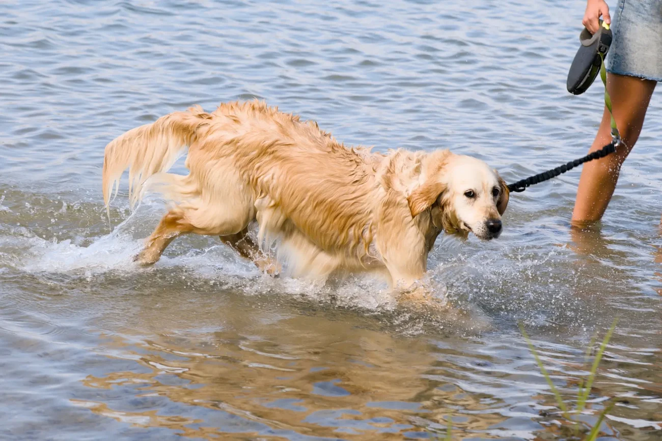 Zlatý retrívr se prochází ve vodě.