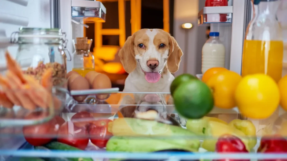 Pejsek se dívá do otevřené lednice.