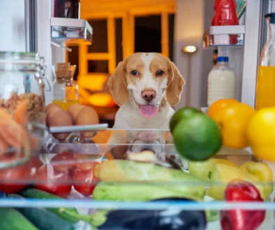 Pejsek se dívá do otevřené lednice.