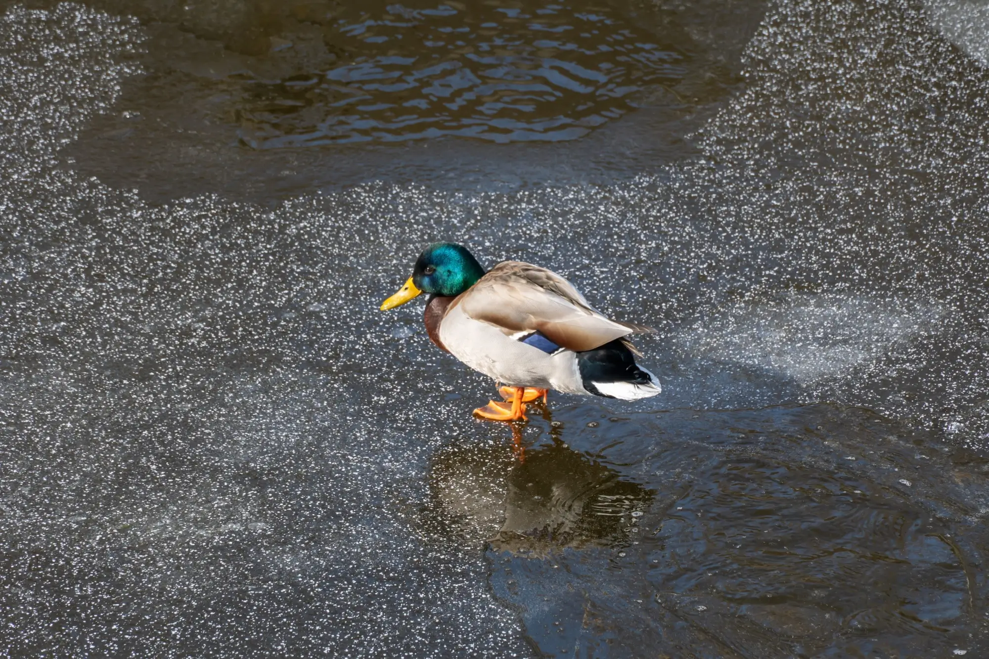 _jinde mrzne na sucho | TVGURU.cz _jinde mrzne na sucho