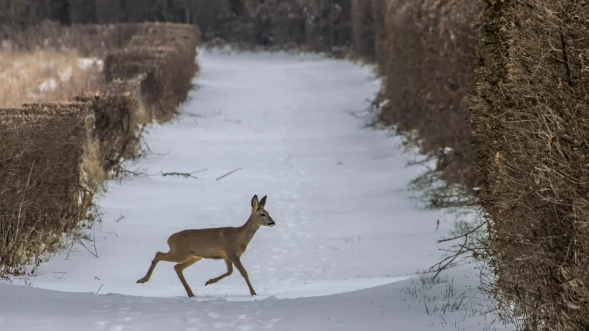 srnka běží po sněhu