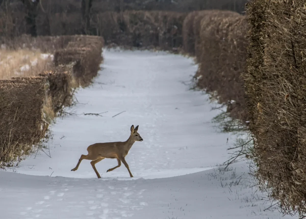 srnka běží po sněhu