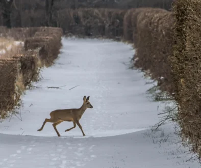 srnka běží po sněhu