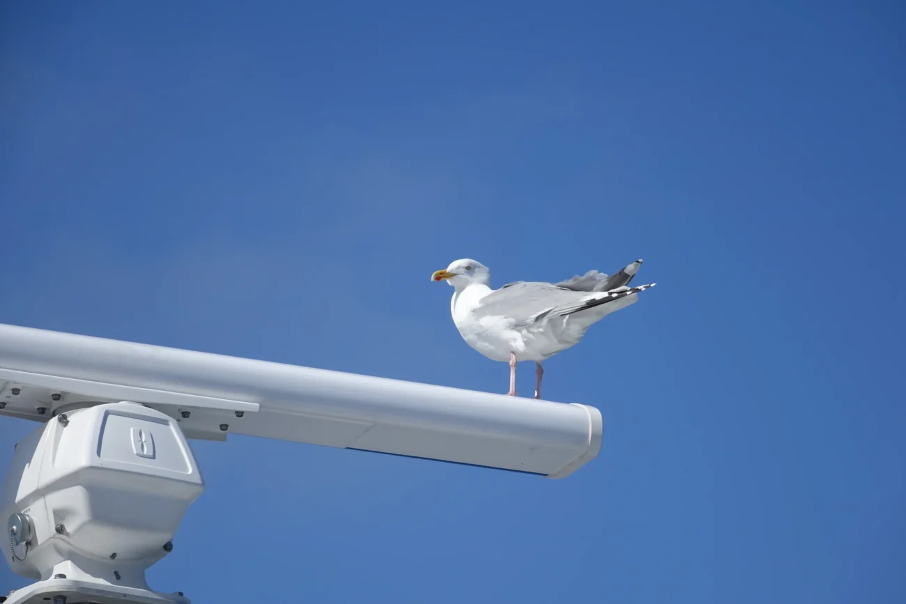 Na radaru stojí racek.