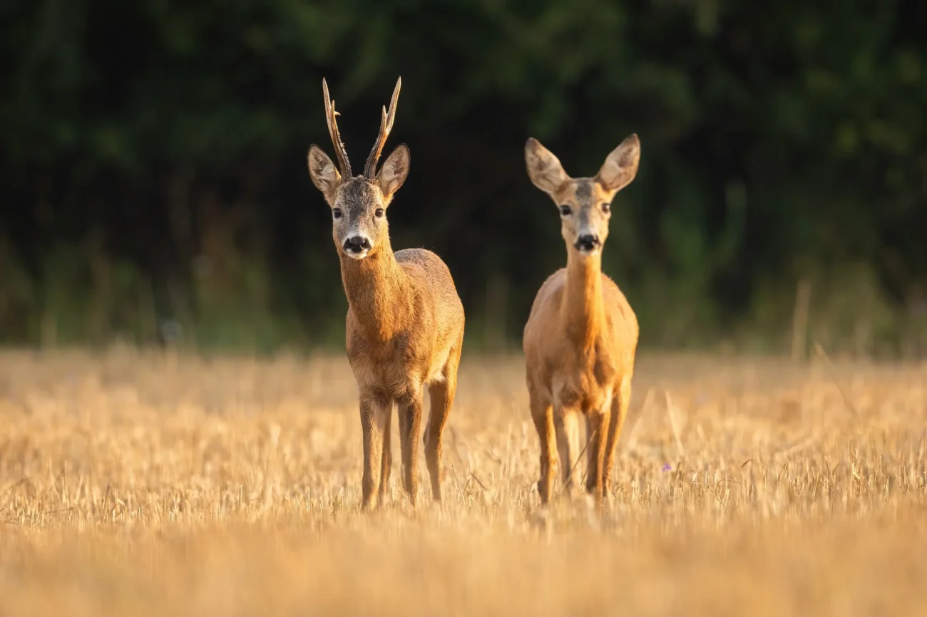 Dvě srnky na louce.