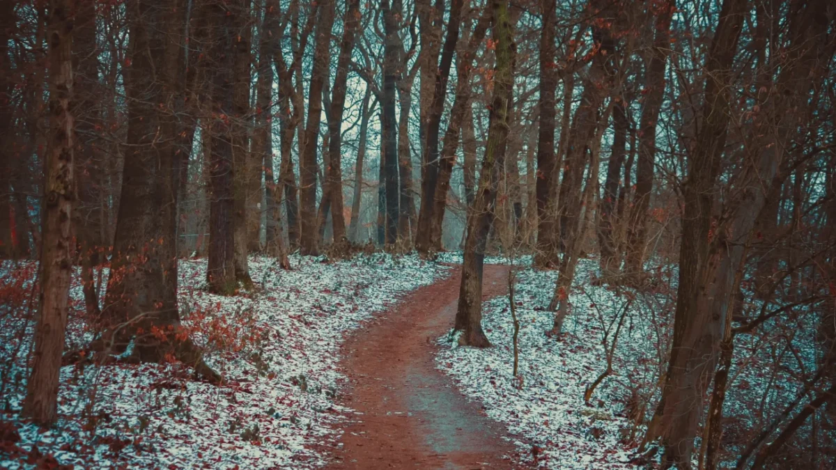 Lesem vede cestička.