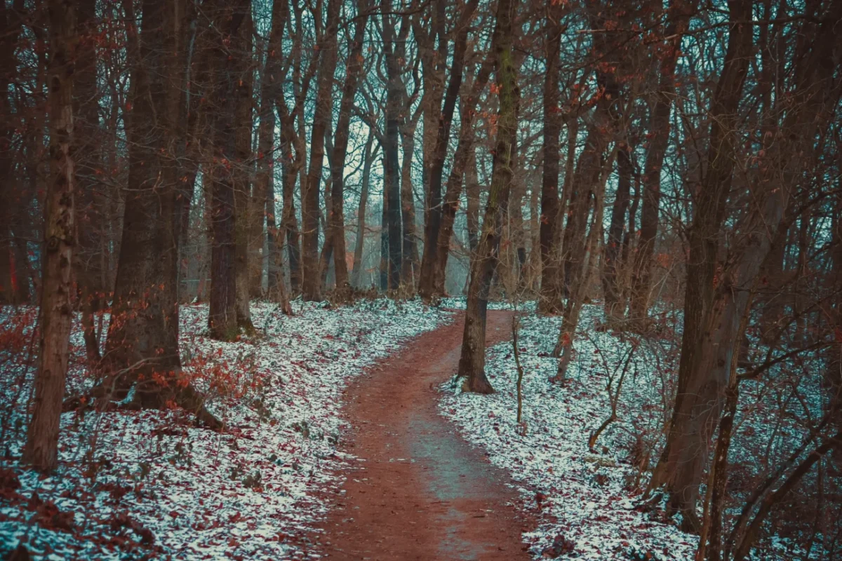 Lesem vede cestička.
