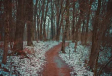 Lesem vede cestička.