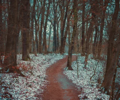 Lesem vede cestička.